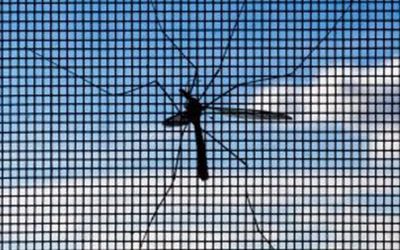 Szúnyoghálók ablakra és ajtóra: készülj fel a bogaras időszakra